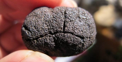 1605669952_3722_390,233x200